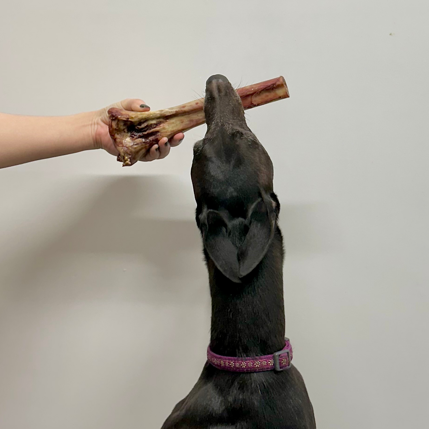 Ostrich Bones – www.natural-treats.co.uk