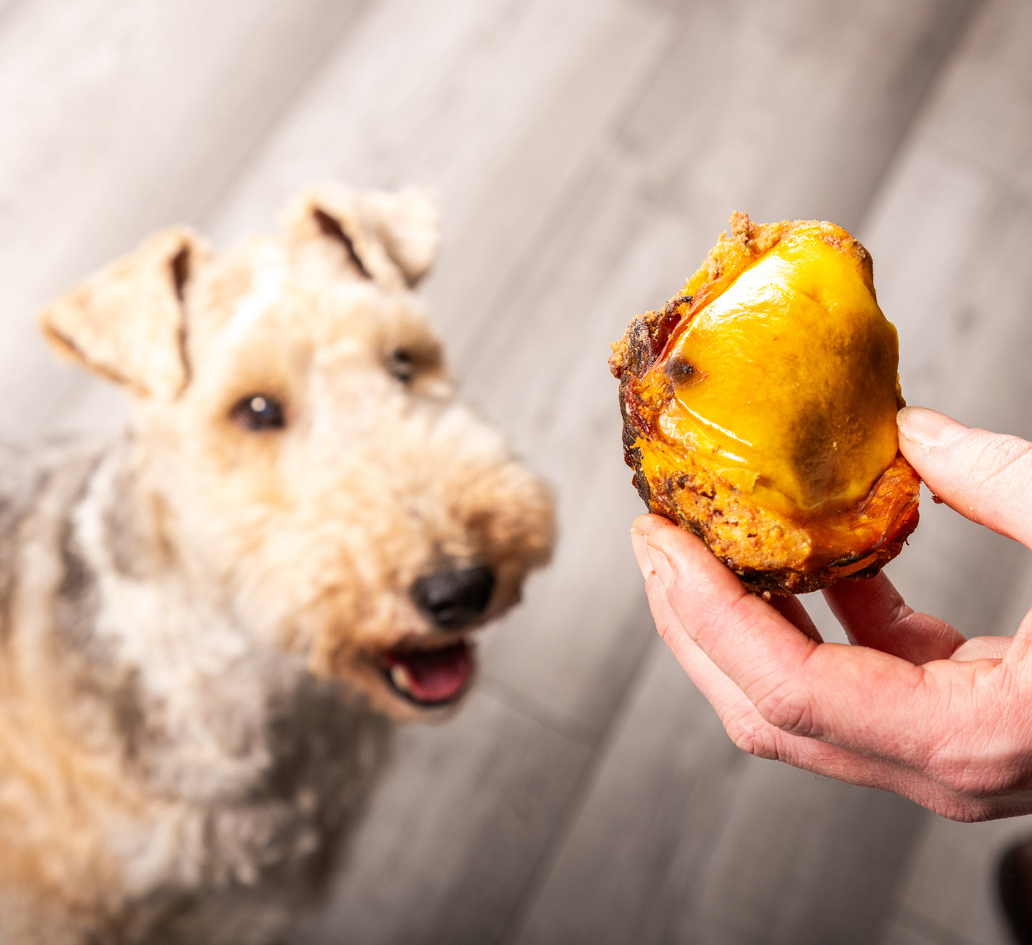 Beef Knees "Doggy Gobstoppers"