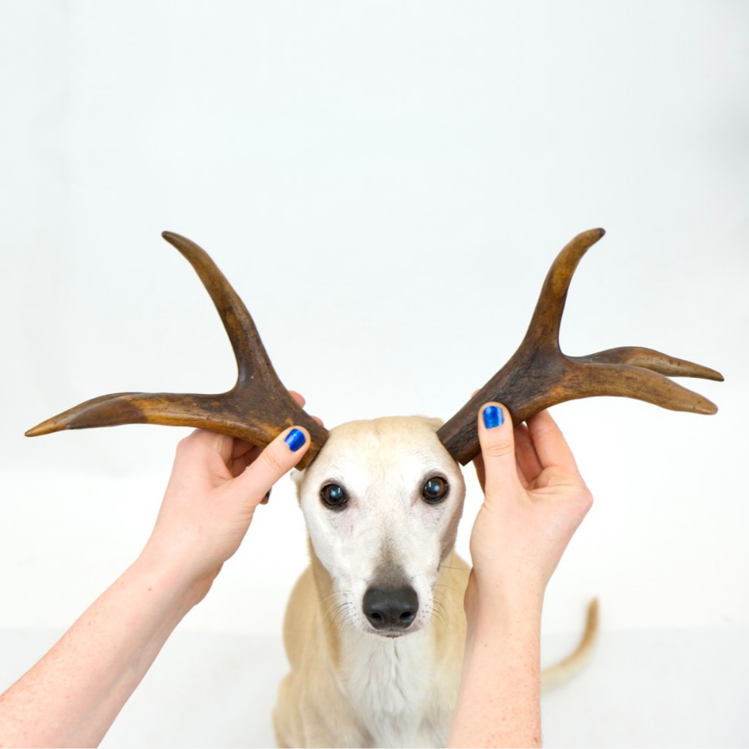 Natural antlers cheap