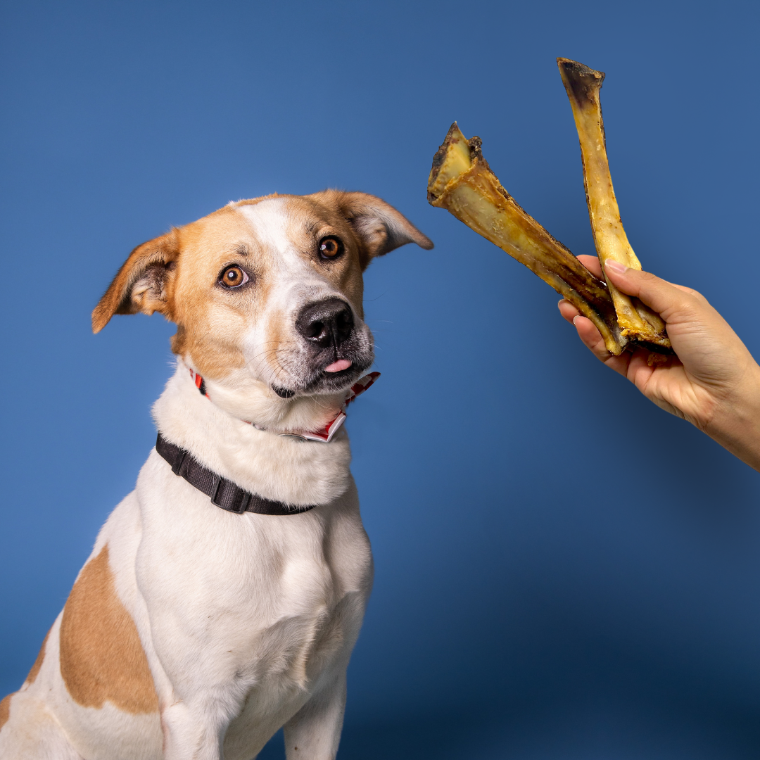 Are dogs allowed to eat rib bones online