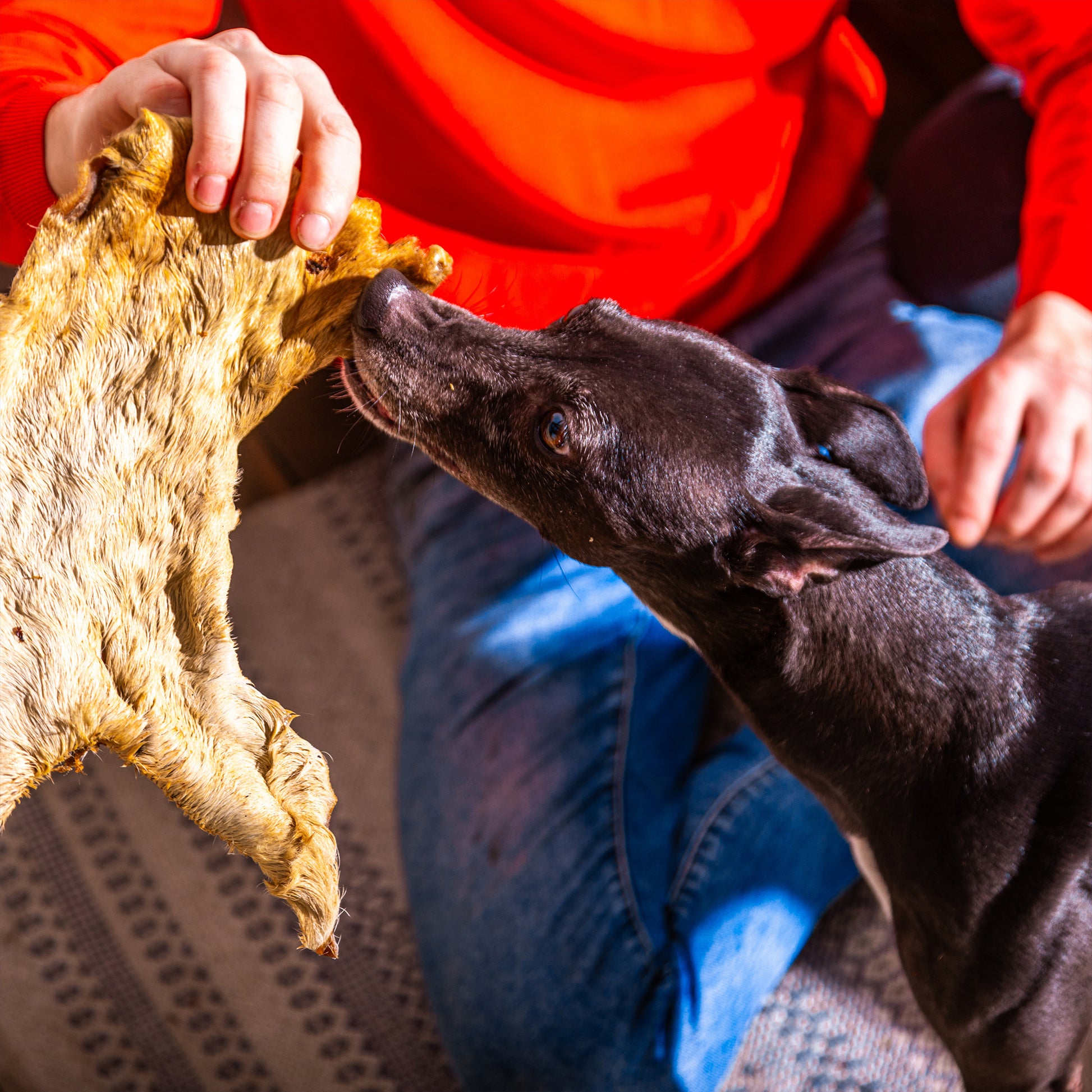 Shop Hairy Beef Bark (3pcs) Online Pet Treats Wholesale Limited