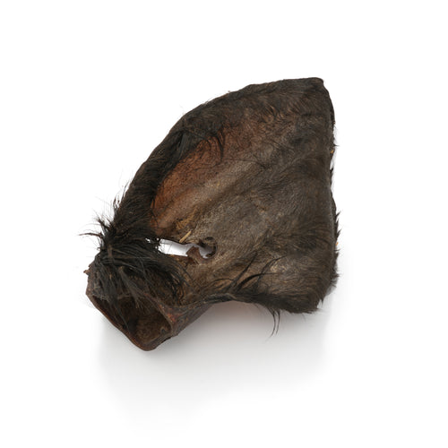 Medium Hairy Cow Ears