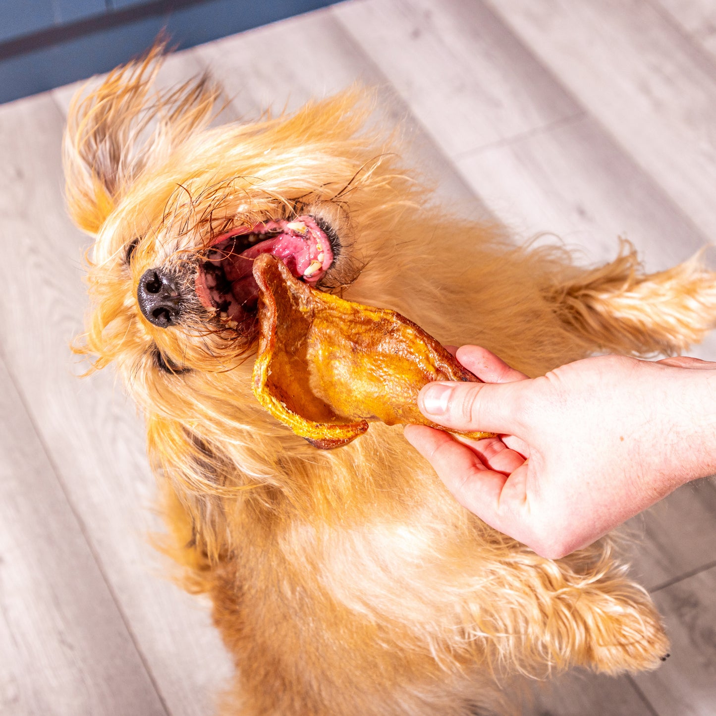 Small Pig Ears