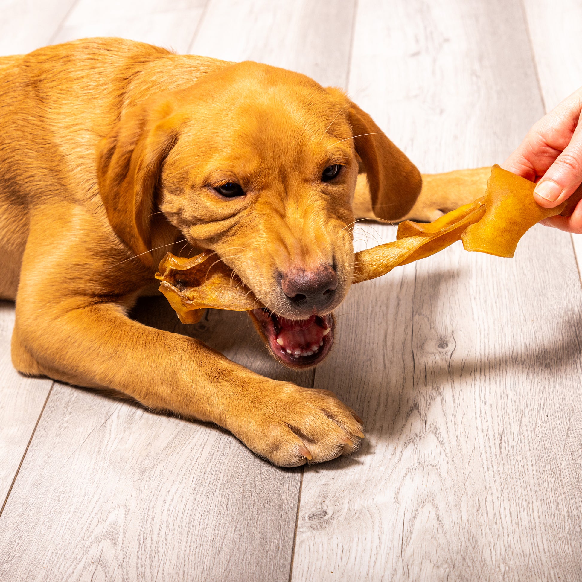 Beef Skin Chews Cut Long Long 1kg