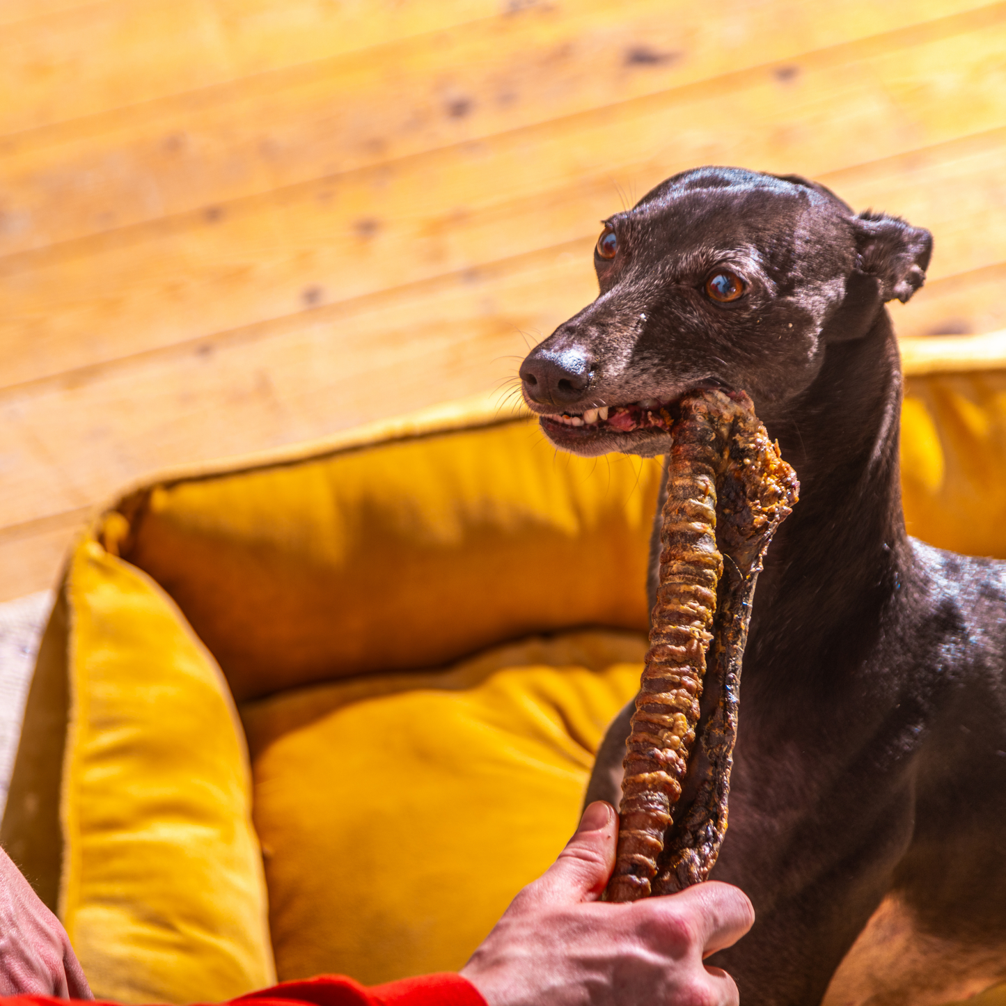 Whole Trachea "Whole Gullet"