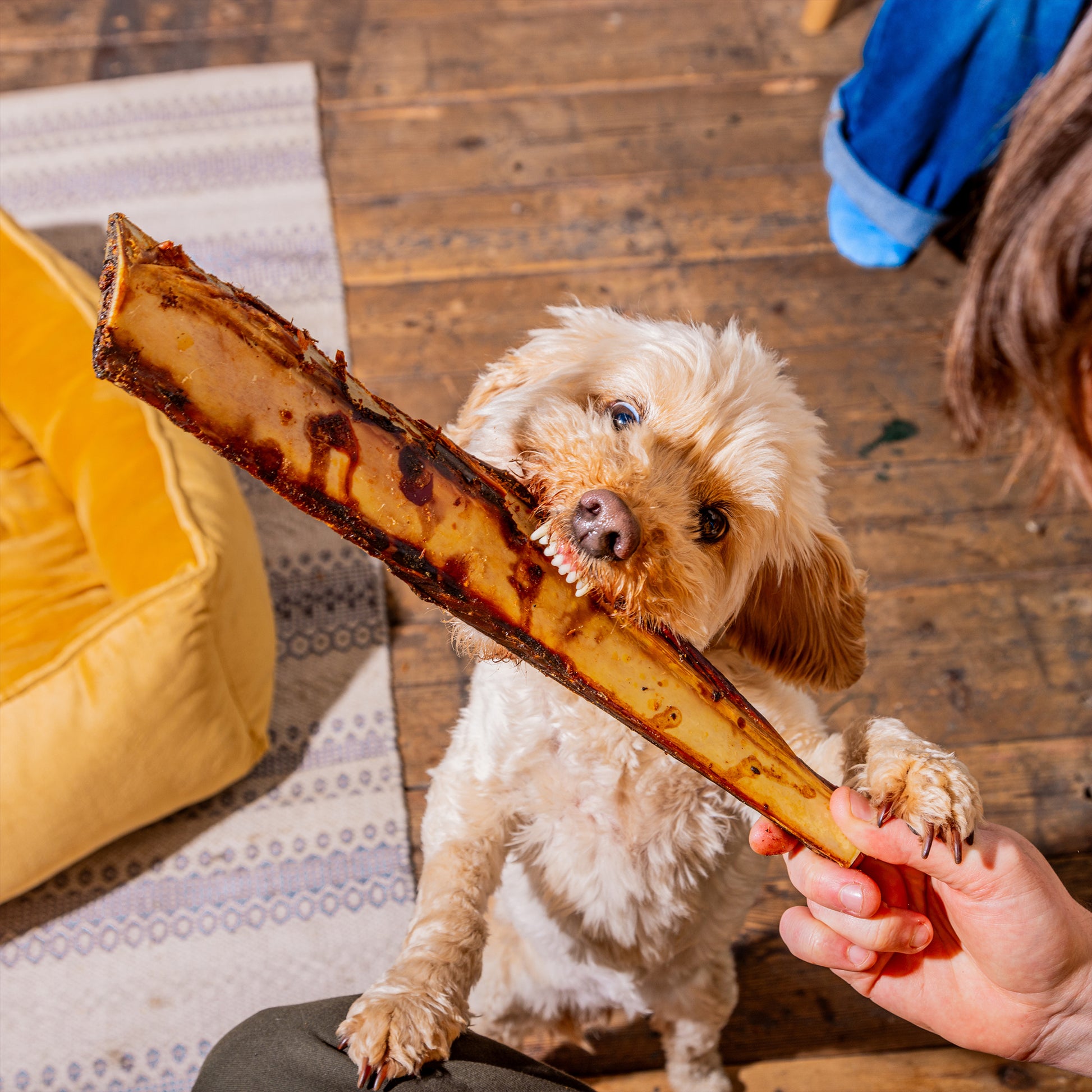 Short Ribs Dog Swallowed Beef Rib Bone Short Ribs My Dog Ate