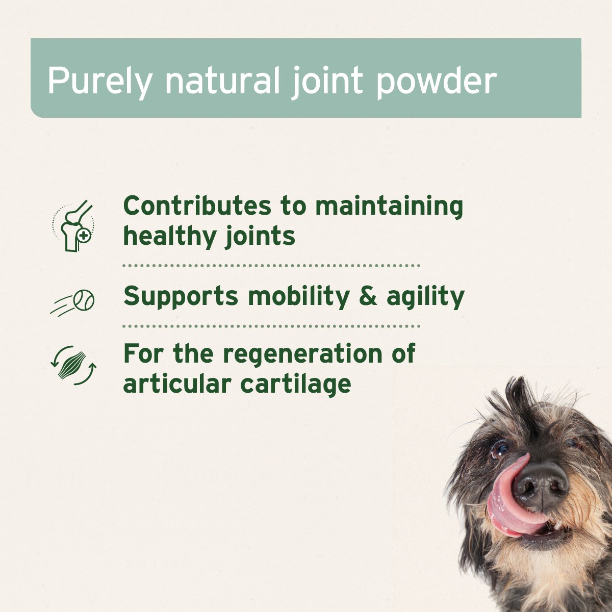 Aniforte Green Lipped Mussel Powder for Dogs and Cats