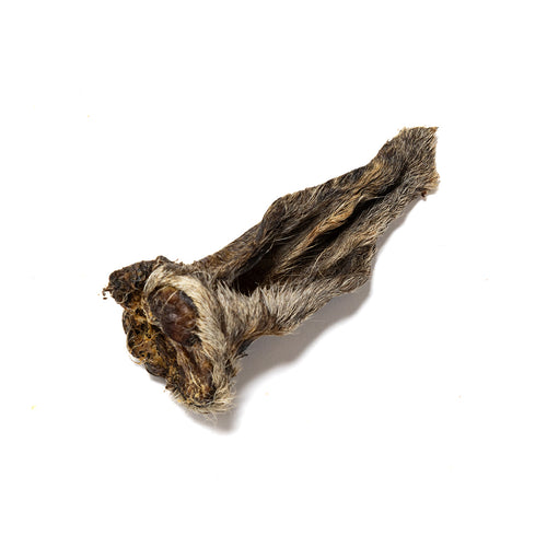 Hairy Lamb Ears