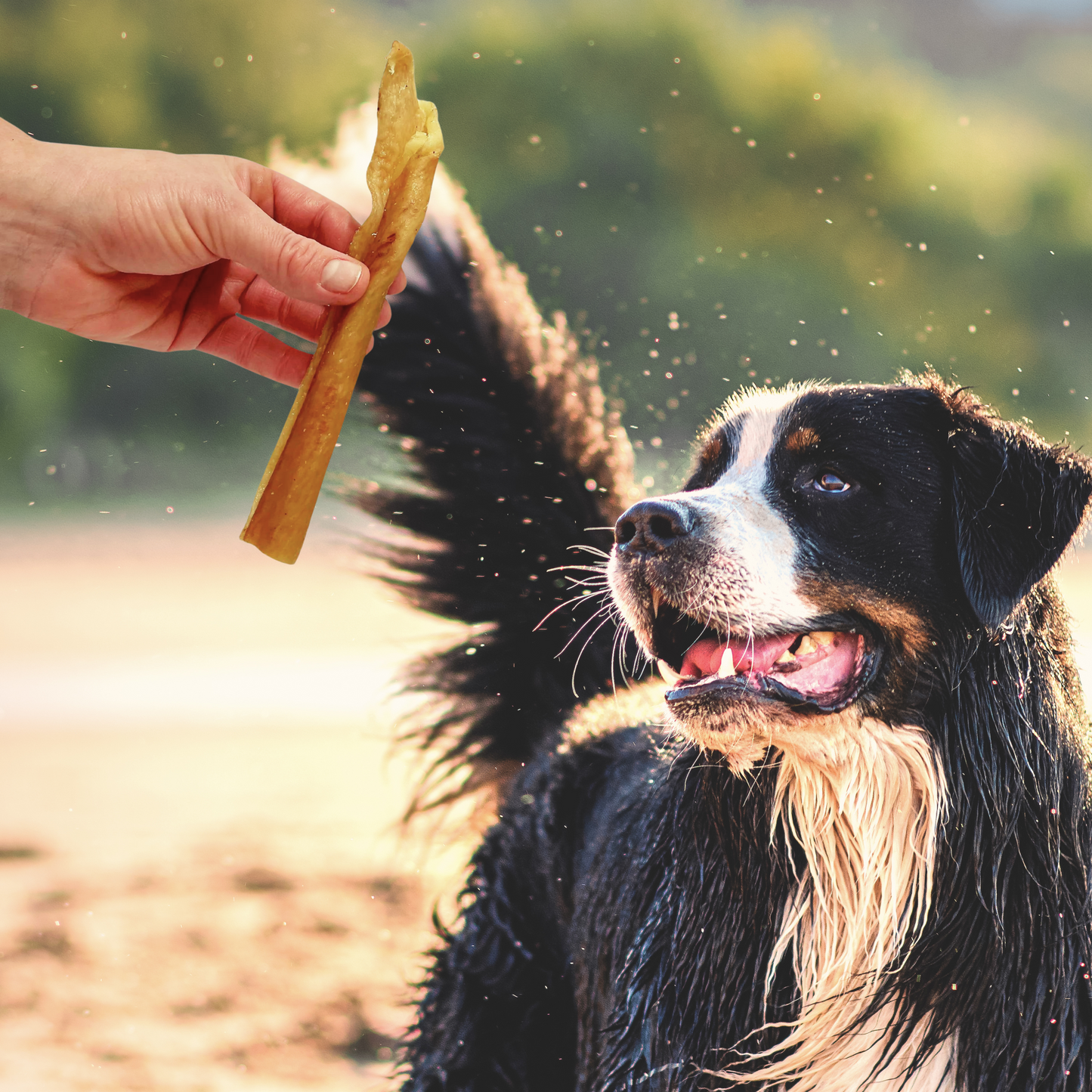 Pork rind dog hot sale treats