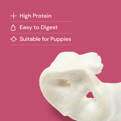 Large Puffed Pig Snouts