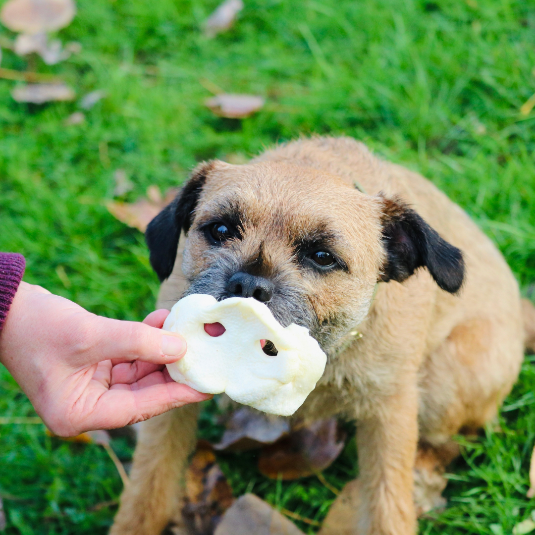 Large Puffed Pig Snouts (10pcs bags)