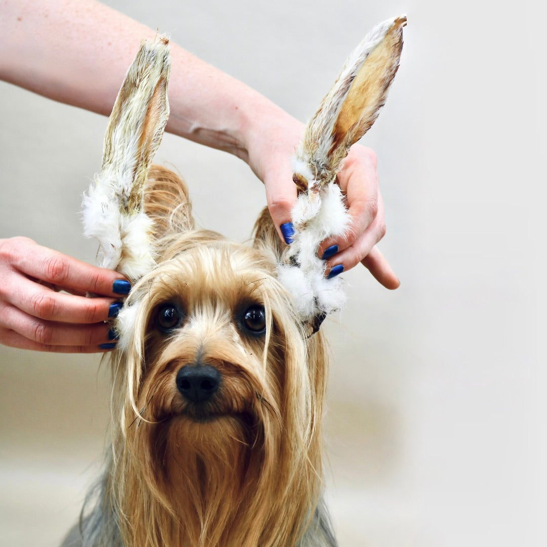 Shop Hairy Rabbit Ears (250g, 500g, 1kg, 5kg & 10kg) Online - Pet Treats  Wholesale Limited –