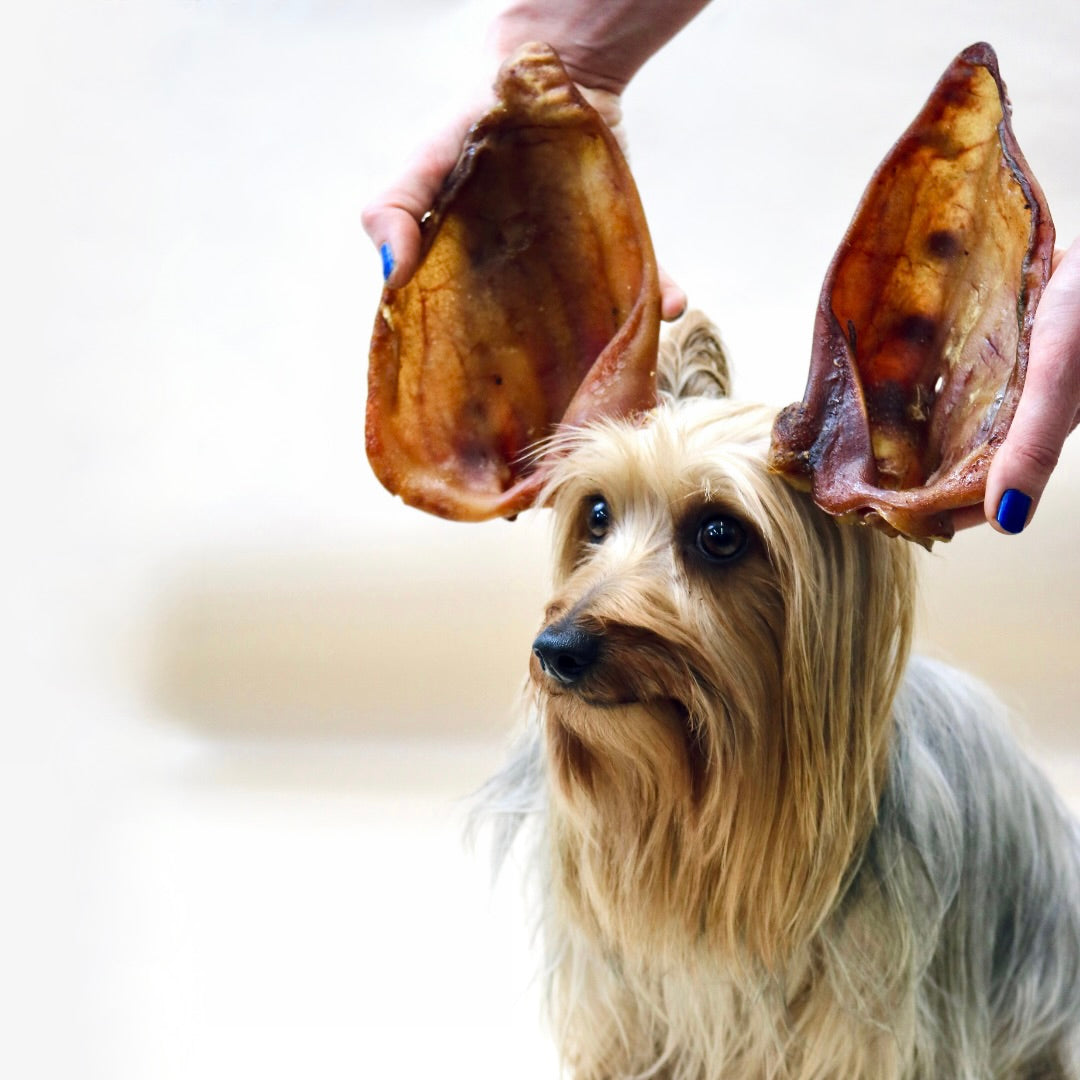 Pigs Ears - Grade A (5pcs, 10pcs & 50pcs nets)