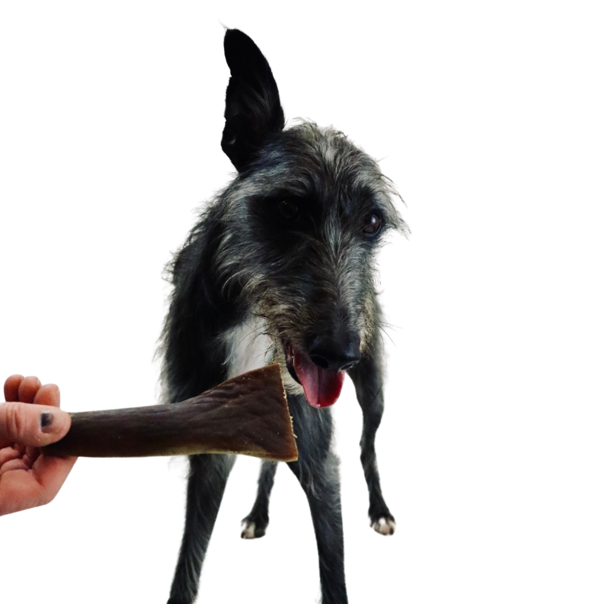 Wholesale online dog products