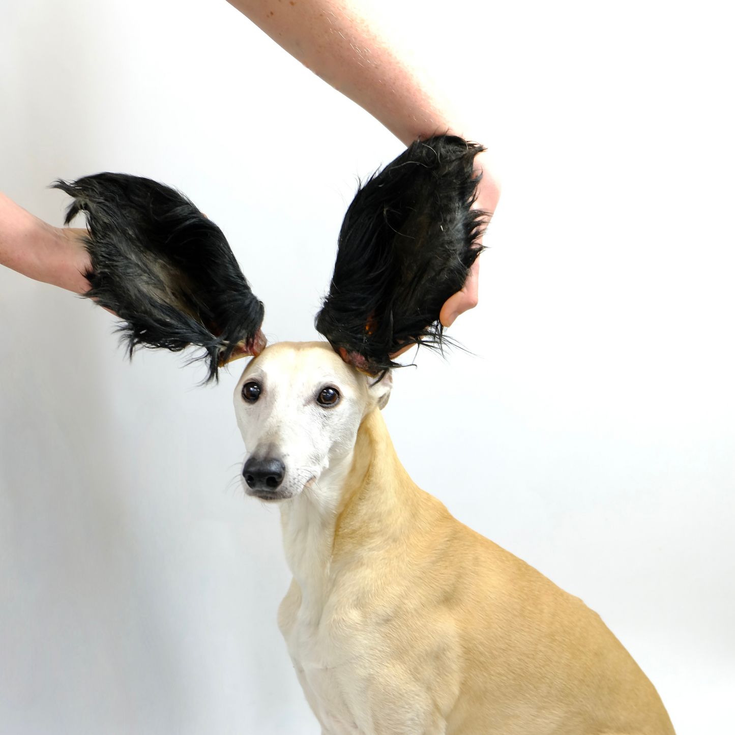 Large Hairy Cow Ears (10pcs)