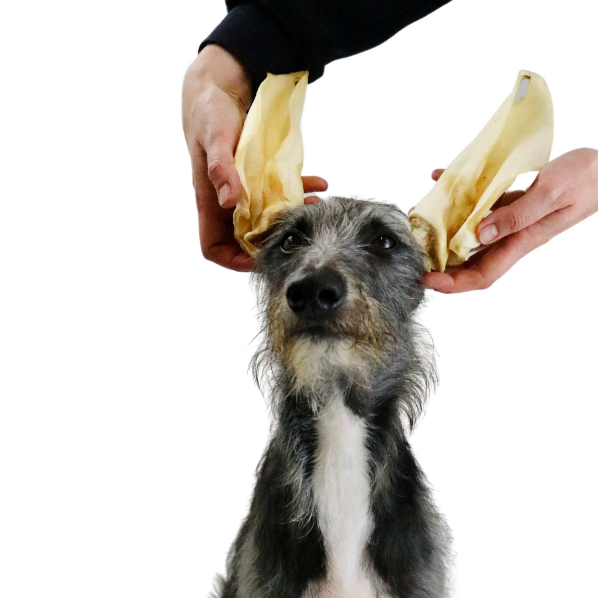 Medium Plain Cow Ears